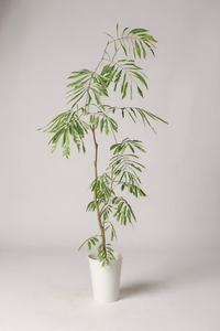 Everfresh Tree (Japan) 0.9-1.3m - Potted plant -  Tumbleweed Plants