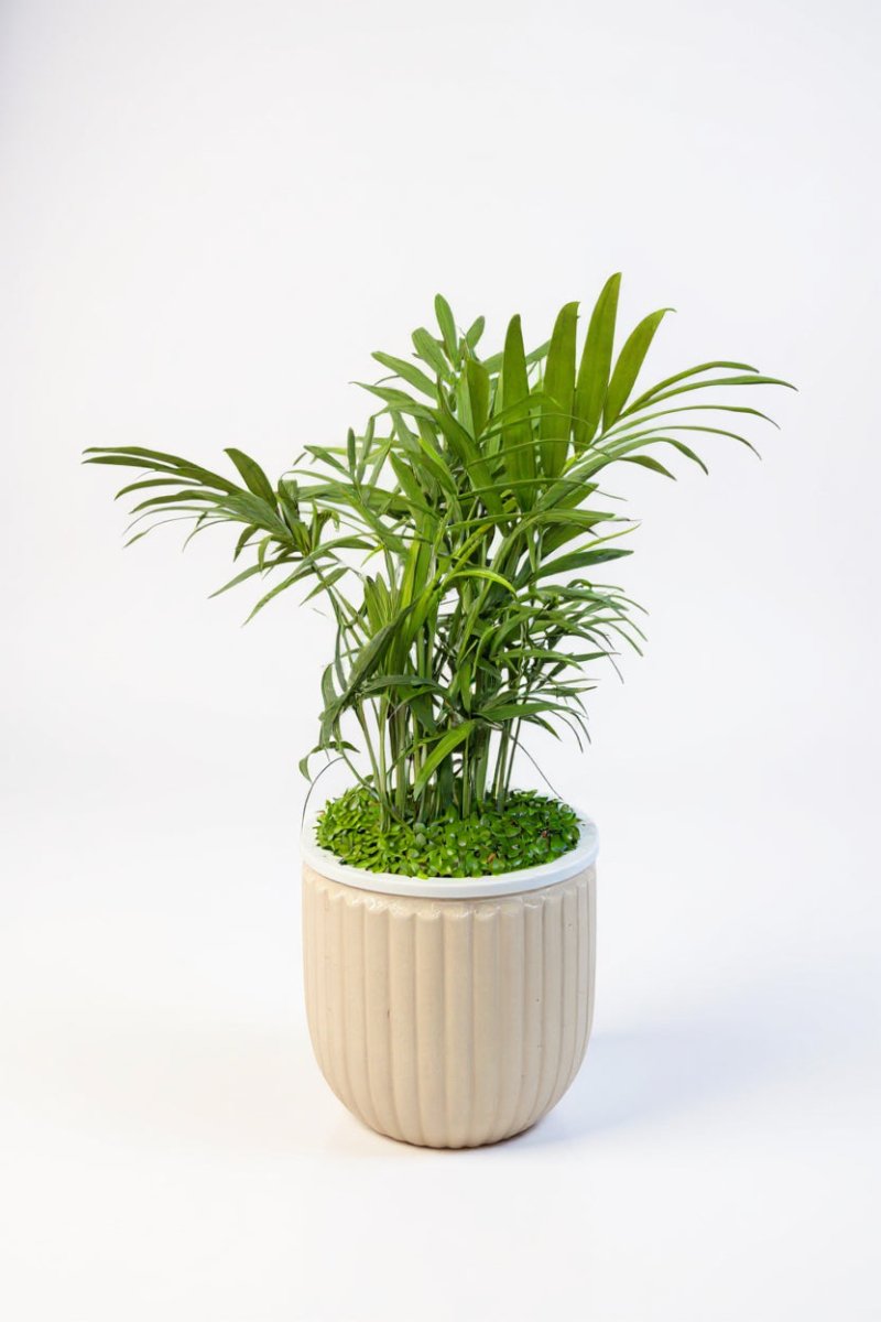 Java Palm Hydro - Self Watering - Plant Arrangement - PLAN-JAVA-9831 - Tumbleweed Plants - Online Plant Delivery Singapore