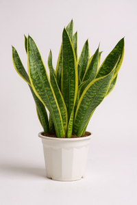 Sansevieria Trifasciata Laurentii Junior - Potted plant -  Tumbleweed Plants