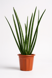 African Spear Plant - Potted plant -  Tumbleweed Plants
