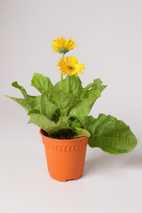 African Daisy - Potted plant -  Tumbleweed Plants
