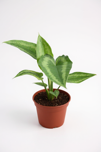 Drop Tongue Plant - Potted plant -  Tumbleweed Plants