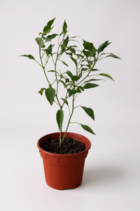 Chili Plant Padi Junior - Organic - Potted plant -  Tumbleweed Plants