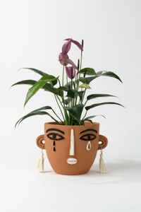 Anthurium Andraeanum "Zizou purple" - Potted plant -  Tumbleweed Plants