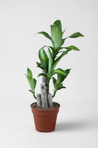 Dracaena Fragrans (Iron Tree) - 0.4m - Potted plant -  Tumbleweed Plants