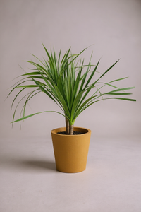 Dracena Dragon Tree (Single) - Potted plant -  Tumbleweed Plants