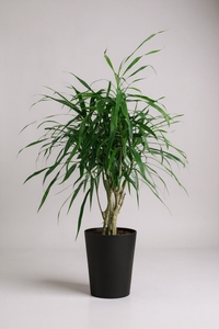 Mini Dracaena Marginata