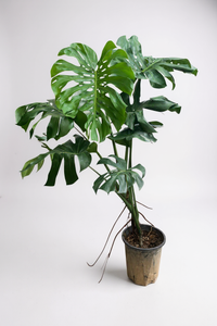 Monstera Deliciosa XL Tall - Potted plant -  Tumbleweed Plants