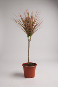 Dracaena Bicolour - Potted plant -  Tumbleweed Plants