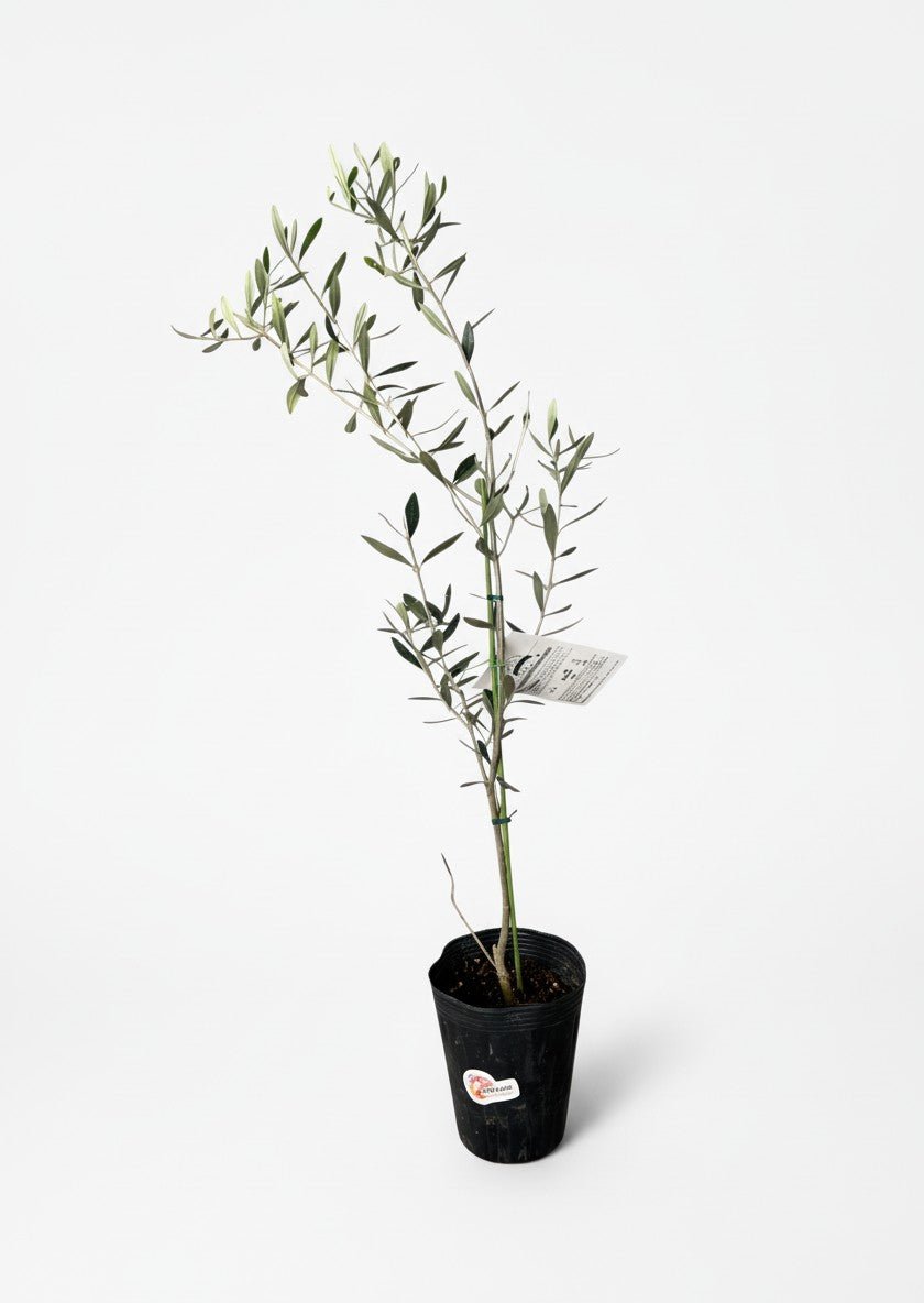 Olive Tree Standard - Japan - Potted plant - POTT-OLIV-GRWSML-4569 - Tumbleweed Plants - Online Plant Delivery Singapore