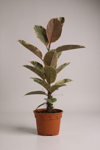 Ficus Elastica Ruby - Potted plant -  Tumbleweed Plants