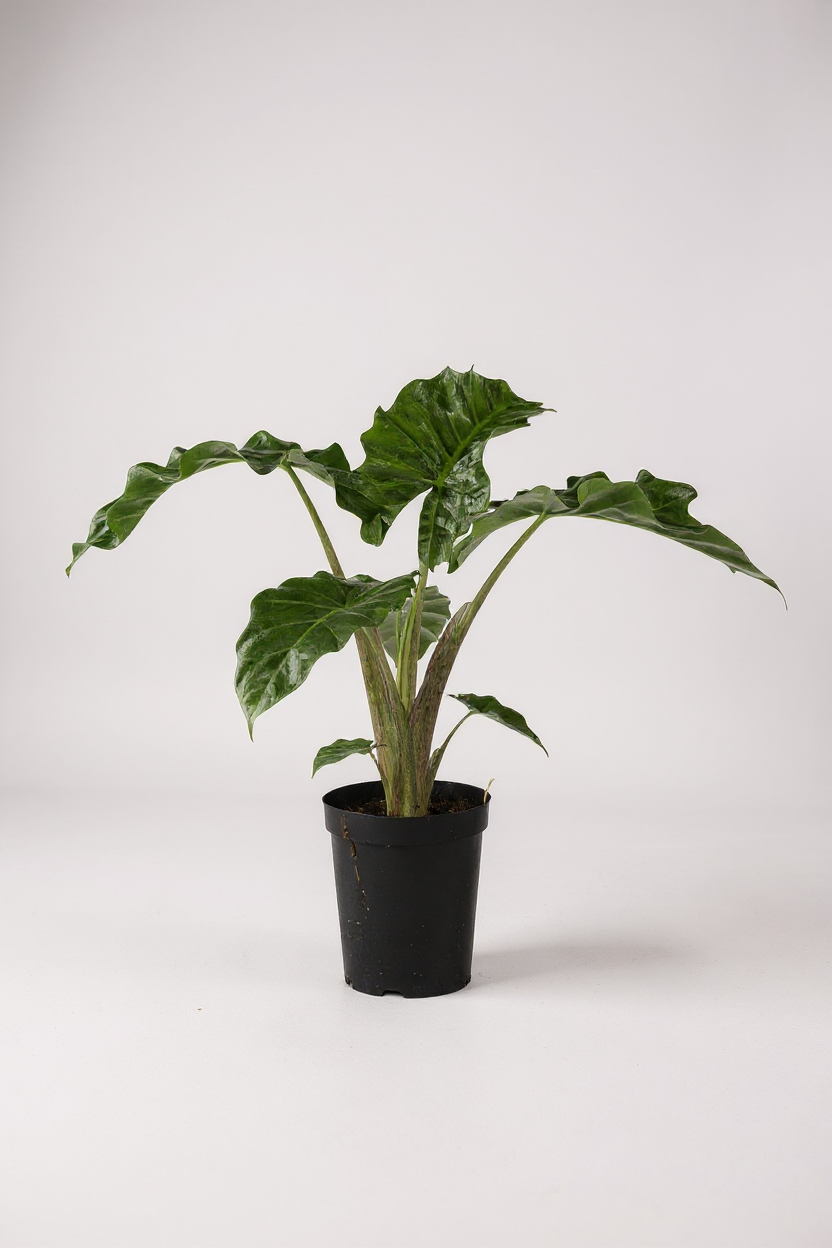 Alocasia Macrorrhizos ‘Lutea’ - Potted plant -  Tumbleweed Plants