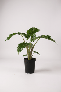 Alocasia Macrorrhizos ‘Lutea’ - Potted plant -  Tumbleweed Plants