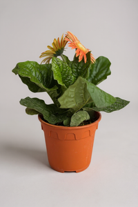 African Daisy - Potted plant -  Tumbleweed Plants