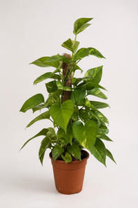 Epipremnum Money Plant (0.3m) - Potted plant -  Tumbleweed Plants