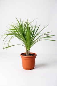 Dracena Dragon Tree (Single) - Potted plant -  Tumbleweed Plants
