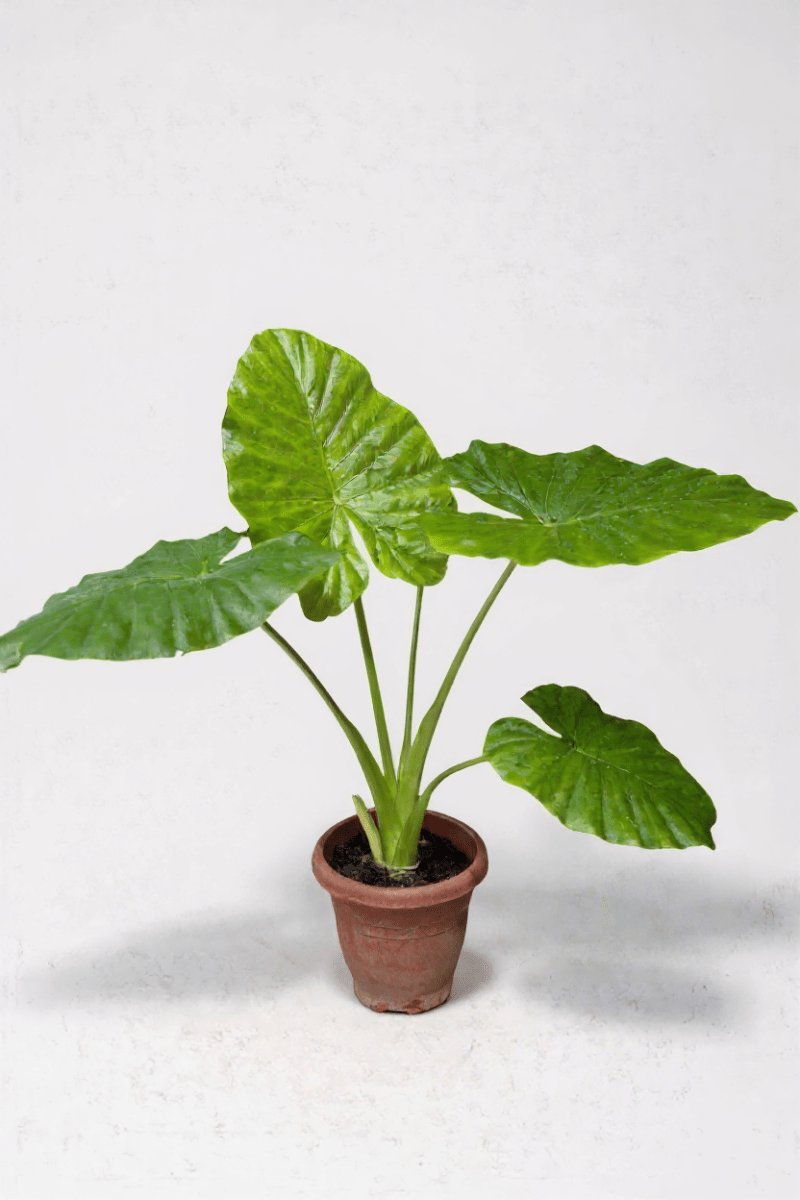 Giant Taro XL - Potted plant - POTT-GIAN-GRW-7220 - Tumbleweed Plants - Online Plant Delivery Singapore