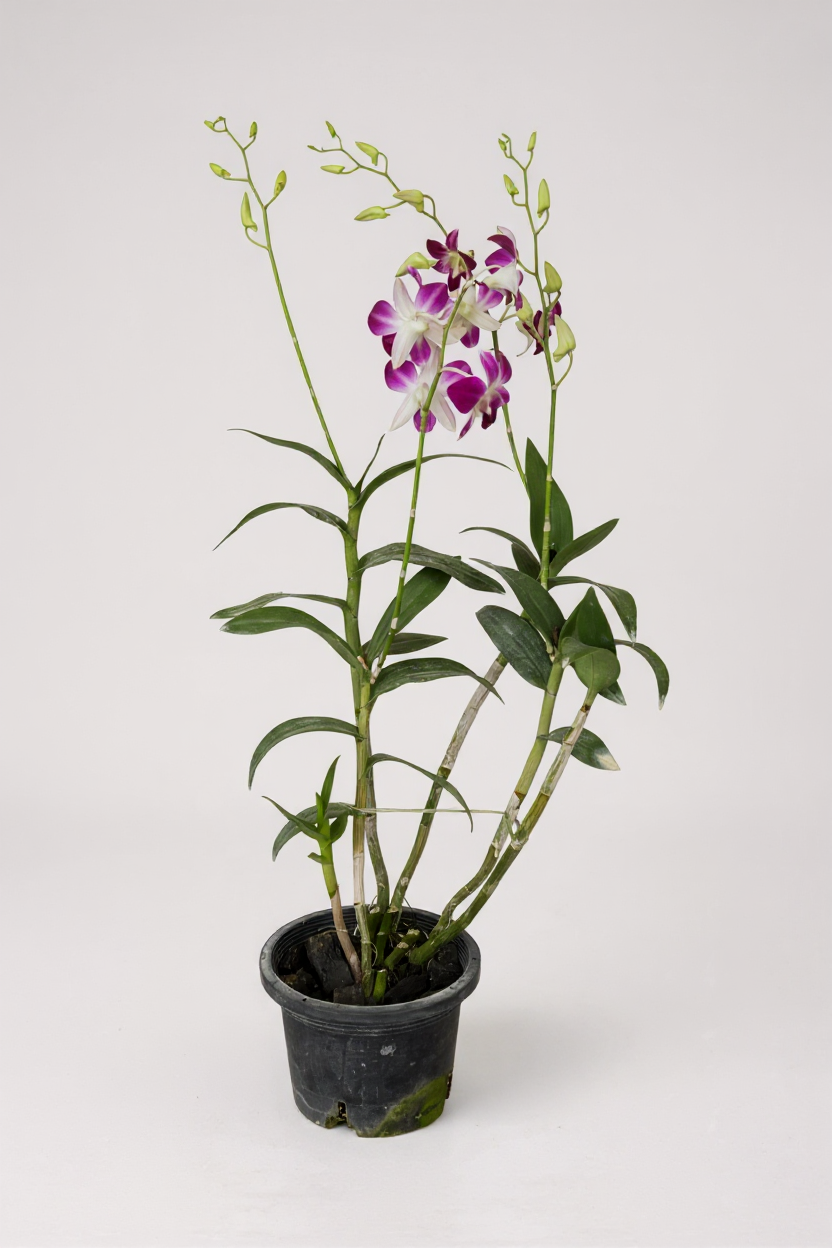 Dendrobium Orchid