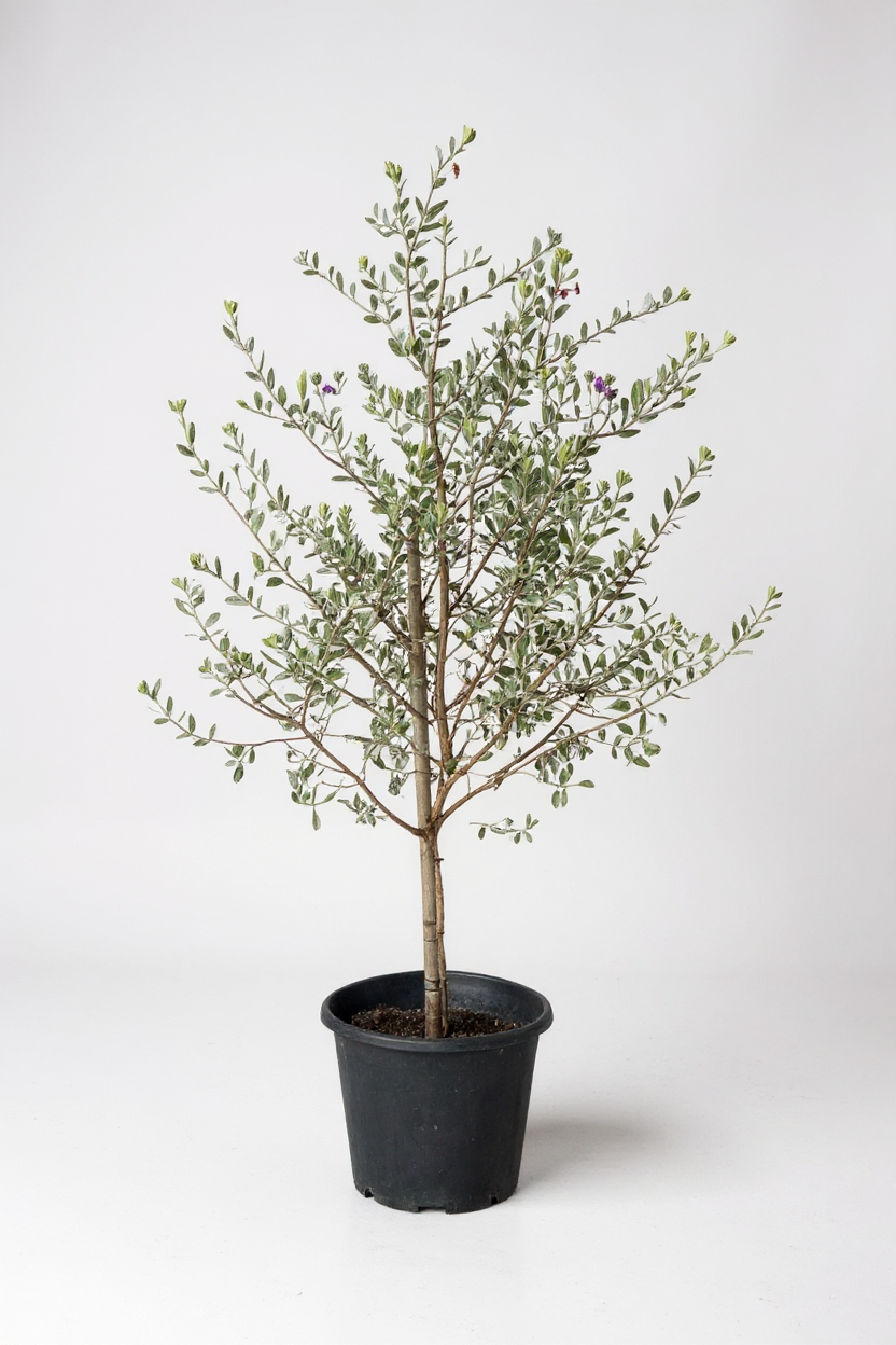 Leucophyllum Frutescens – Texas Sage / Silver Bush - Potted plant -  Tumbleweed Plants