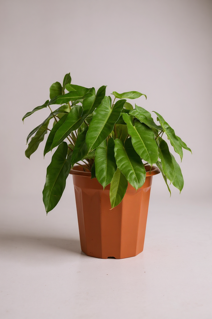 Philodendron Burle Marx - Potted plant -  Tumbleweed Plants