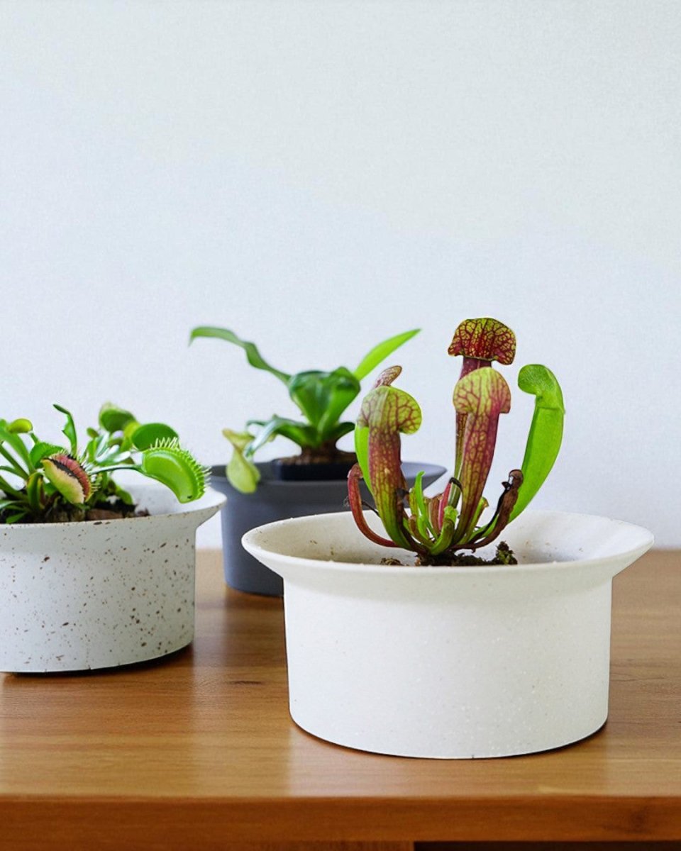 Ripple Bowl Ceramic Planter - Planter - 5052766219355 - Tumbleweed Plants - Online Plant Delivery Singapore