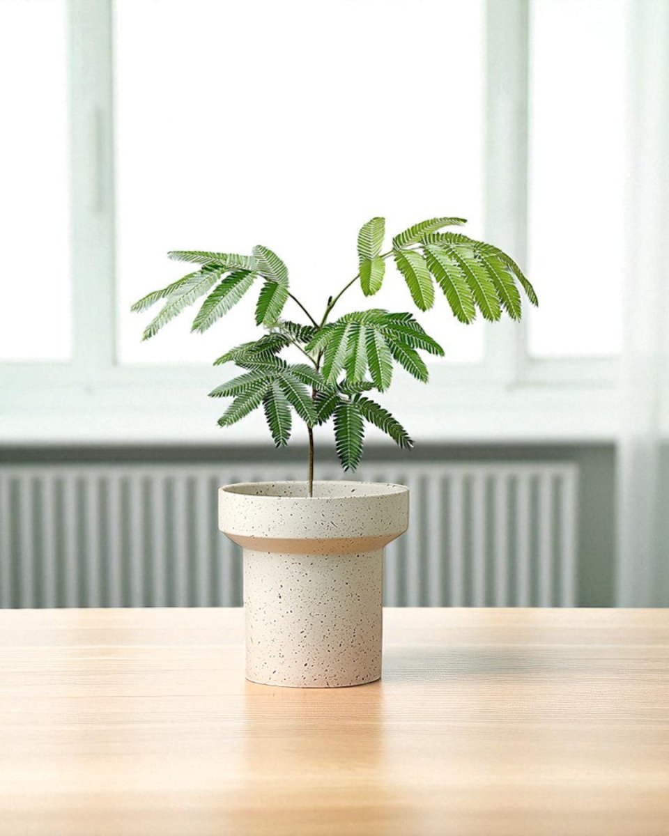 Ripple Cylinder Planter - Planter - 5673508202219 - Tumbleweed Plants - Online Plant Delivery Singapore