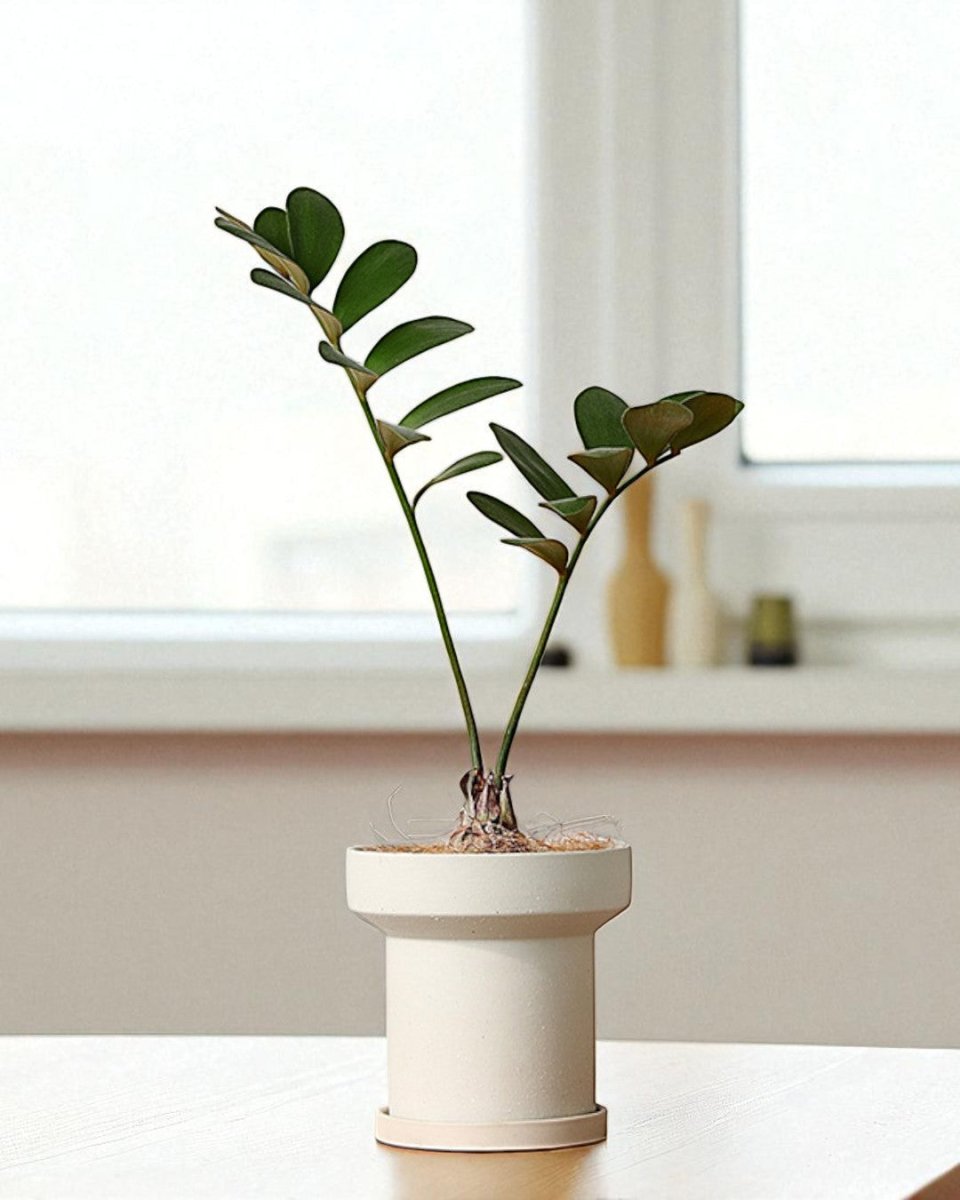 Ripple Cylinder Planter - Planter - 5673508202219 - Tumbleweed Plants - Online Plant Delivery Singapore