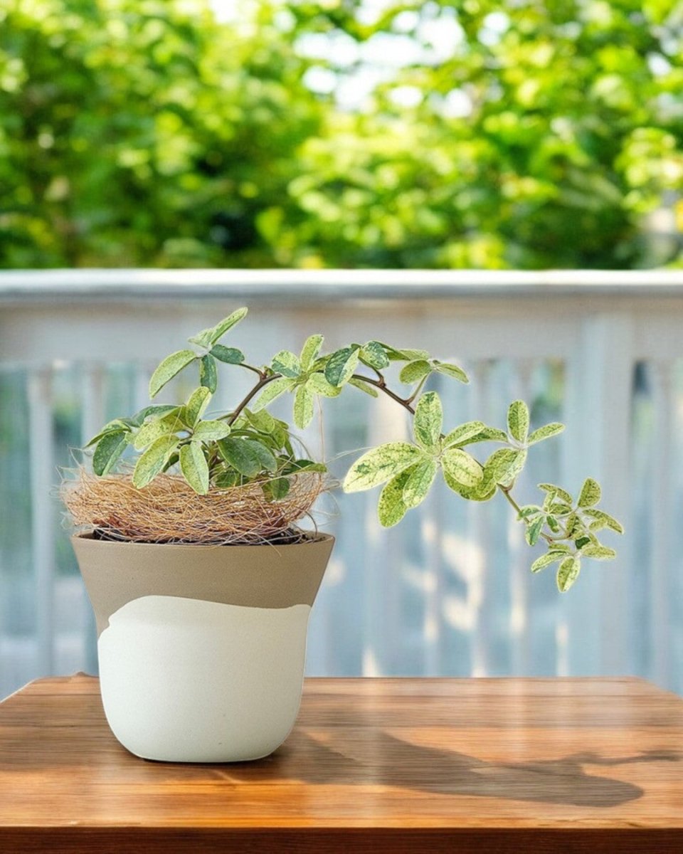 Ripple Duotone Mini - Pots - 5401454694549 - Tumbleweed Plants - Online Plant Delivery Singapore