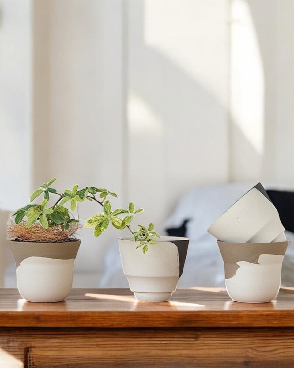 Ripple Duotone Mini - Pots - 5401454694549 - Tumbleweed Plants - Online Plant Delivery Singapore