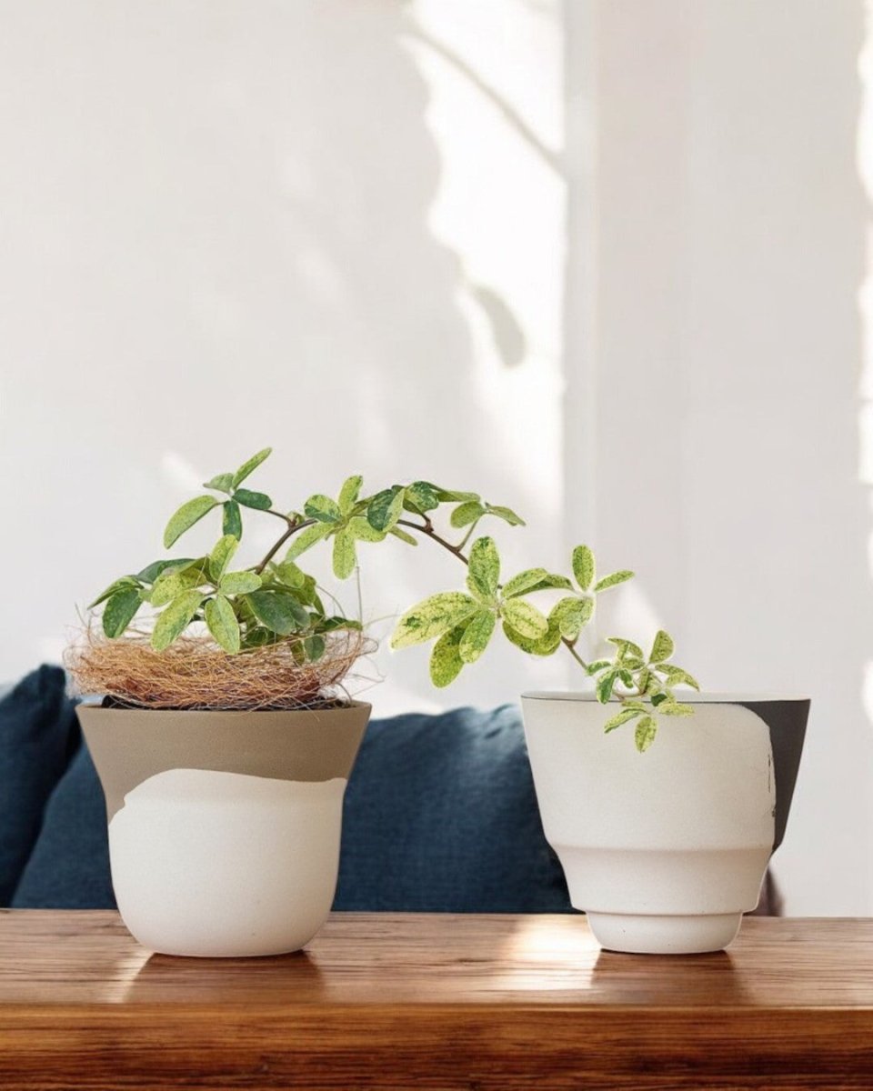 Ripple Duotone Mini - Pots - 5401454694549 - Tumbleweed Plants - Online Plant Delivery Singapore