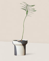 Ripple Duotone Pot - Pots - POTS - RIPP - CRM - 6717 - Tumbleweed Plants - Online Plant Delivery Singapore