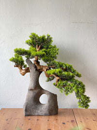 Sculpted Bonsai on Stone Centerpiece - Real - Trunk Artificial - Plant Arrangement - 5516314535781 - Tumbleweed Plants - Online Plant Delivery Singapore