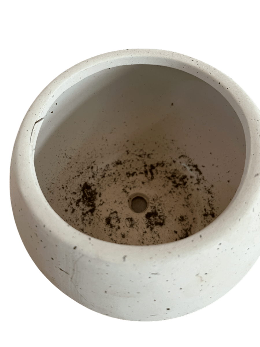 Second Chance: Pebble Time Pot FREE assorted plant - Pots - POTS - SECO - 6827 - Tumbleweed Plants - Online Plant Delivery Singapore
