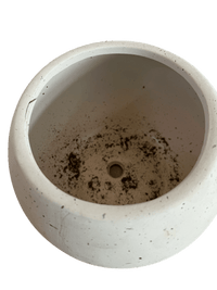 Second Chance: Pebble Time Pot FREE assorted plant - Pots - POTS - SECO - 6827 - Tumbleweed Plants - Online Plant Delivery Singapore
