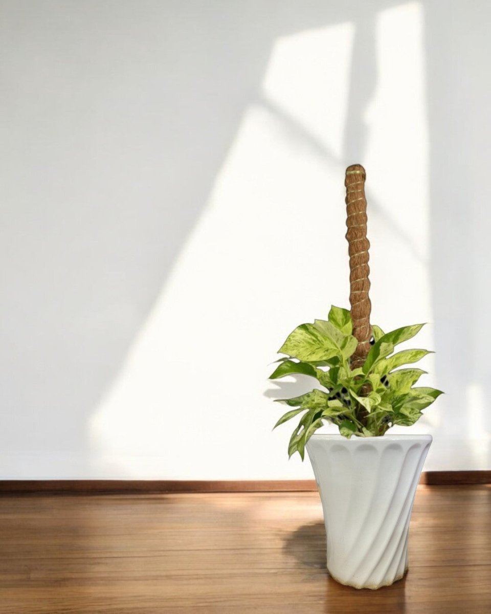 Second Chance: Vortexa Pot FREE assorted plant - Second Chance - SECO - SECO - 6874 - Tumbleweed Plants - Online Plant Delivery Singapore