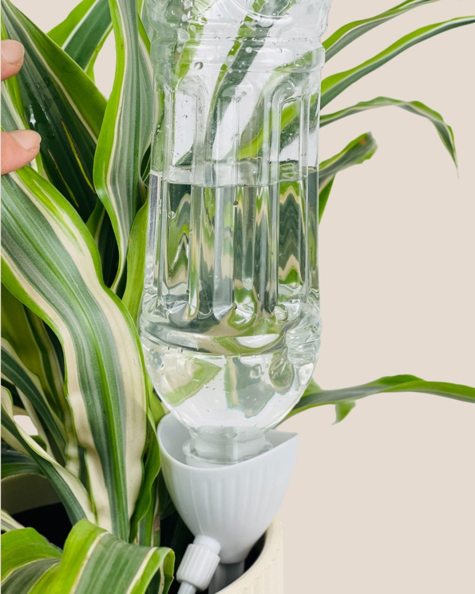 Self Watering Dripper - Tool - Tumbleweed Plants - Online Plant Delivery Singapore