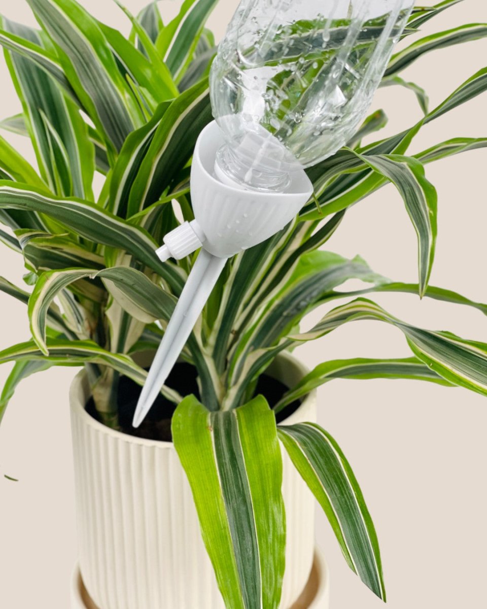 Self Watering Dripper - Tool - Tumbleweed Plants - Online Plant Delivery Singapore