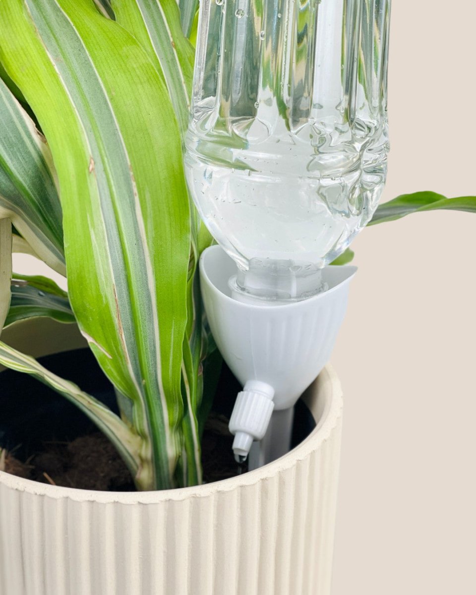 Self Watering Dripper - Tool - Tumbleweed Plants - Online Plant Delivery Singapore