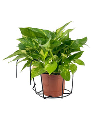 Small Hanging Rack - Pot - Tumbleweed Plants - Online Plant Delivery Singapore