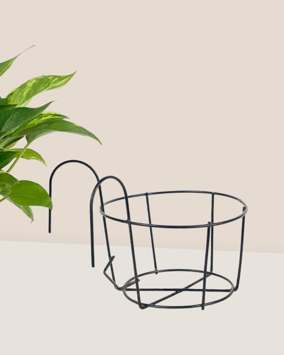 Small Hanging Rack - Pot - Tumbleweed Plants - Online Plant Delivery Singapore