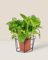 Small Hanging Rack - Pot - Tumbleweed Plants - Online Plant Delivery Singapore