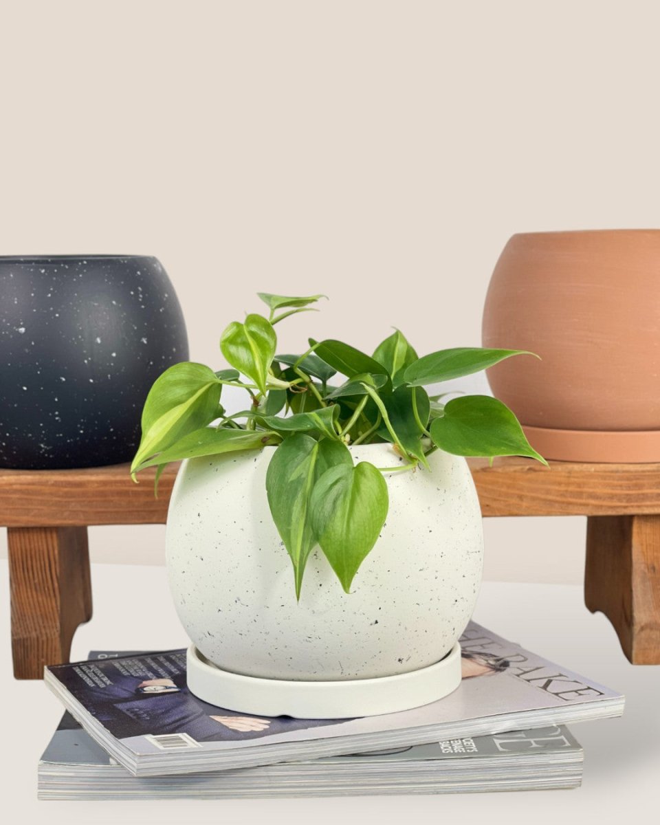 Small Nala Planter - brown - Pot - Tumbleweed Plants - Online Plant Delivery Singapore