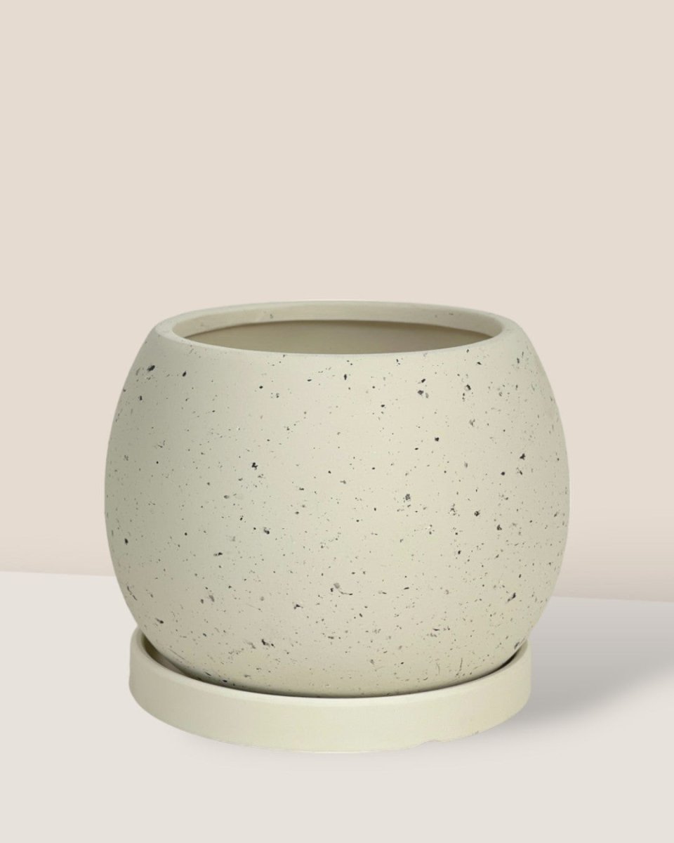 Small Nala Planter - brown - Pot - Tumbleweed Plants - Online Plant Delivery Singapore