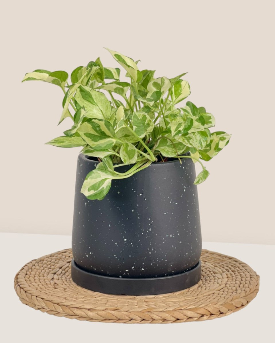 Small Tulip Terracotta with Tray - black - Pot - Tumbleweed Plants - Online Plant Delivery Singapore