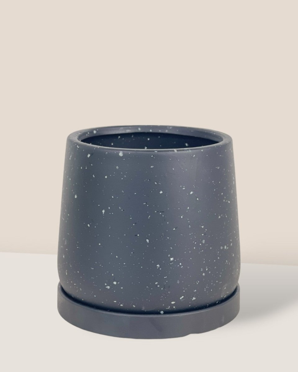 Small Tulip Terracotta with Tray - black - Pot - Tumbleweed Plants - Online Plant Delivery Singapore