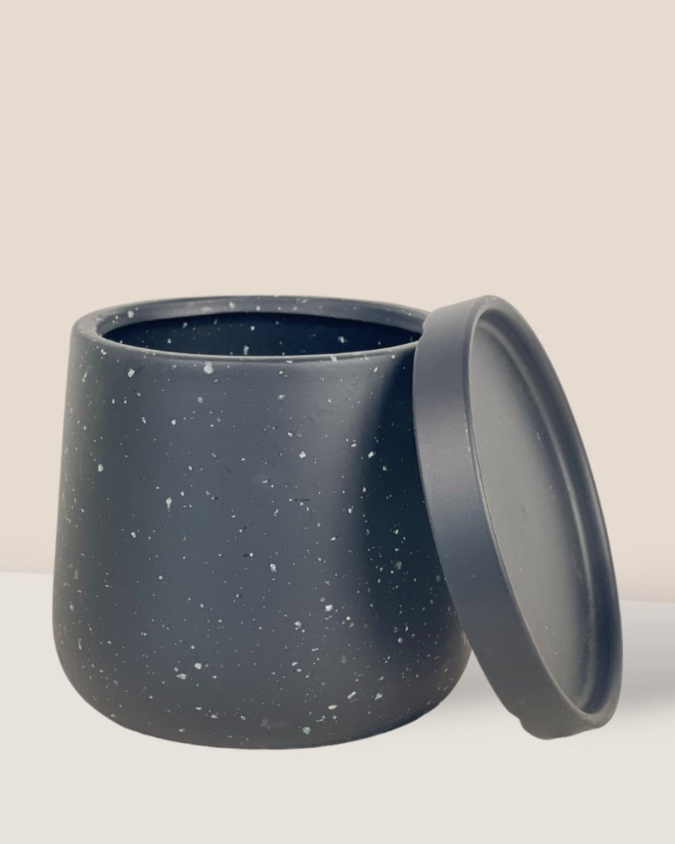 Small Tulip Terracotta with Tray - black - Pot - Tumbleweed Plants - Online Plant Delivery Singapore