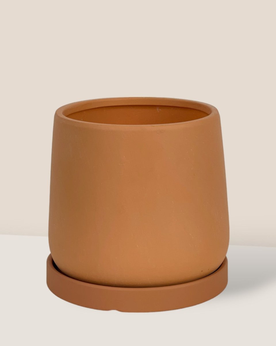 Small Tulip Terracotta with Tray - brown - Pot - Tumbleweed Plants - Online Plant Delivery Singapore