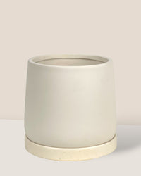 Small Tulip Terracotta with Tray - cream - Pot - Tumbleweed Plants - Online Plant Delivery Singapore