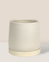 Tulip Terracotta - Small