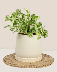Small Tulip Terracotta with Tray - cream - Pot - Tumbleweed Plants - Online Plant Delivery Singapore